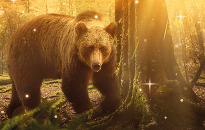 Building a brand for conservation: Bear Wood